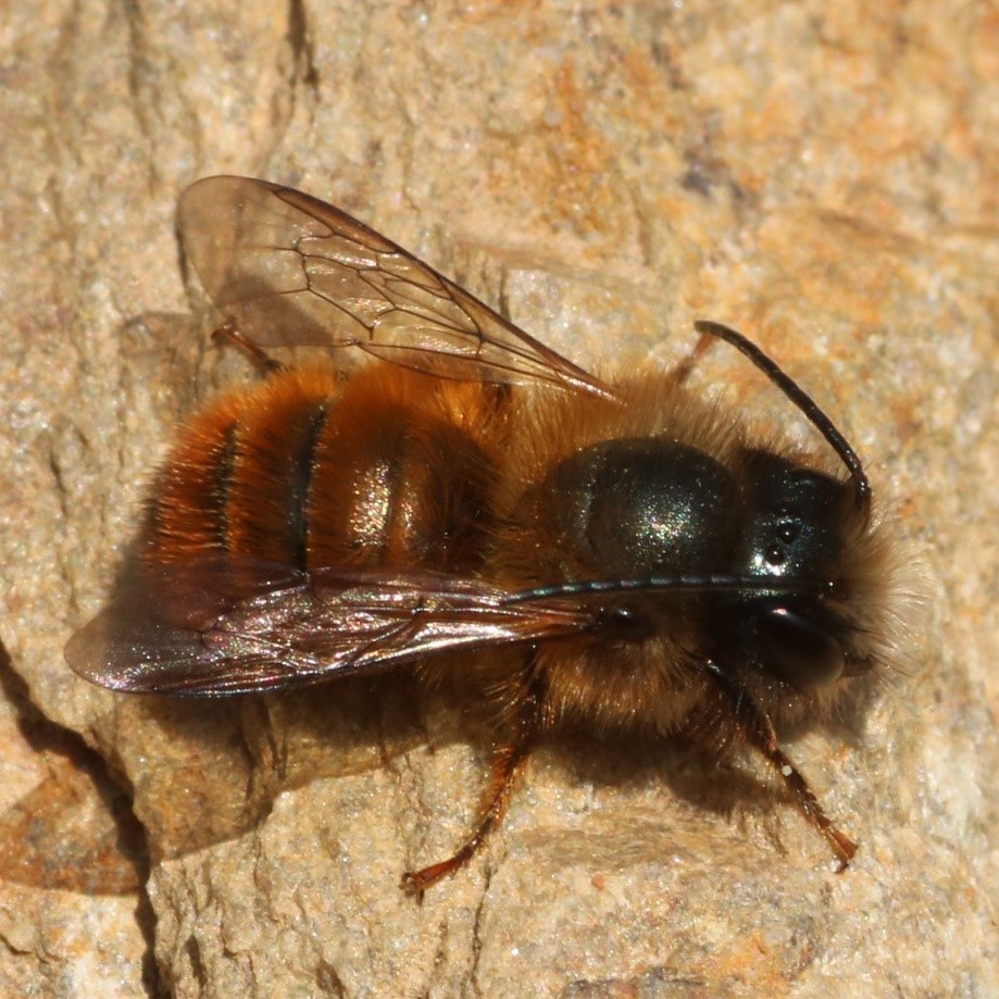 Osmia cornuta