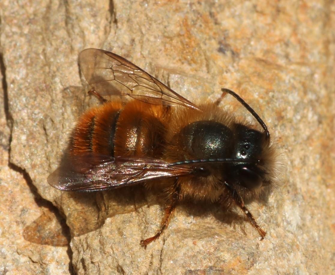 Osmia cornuta