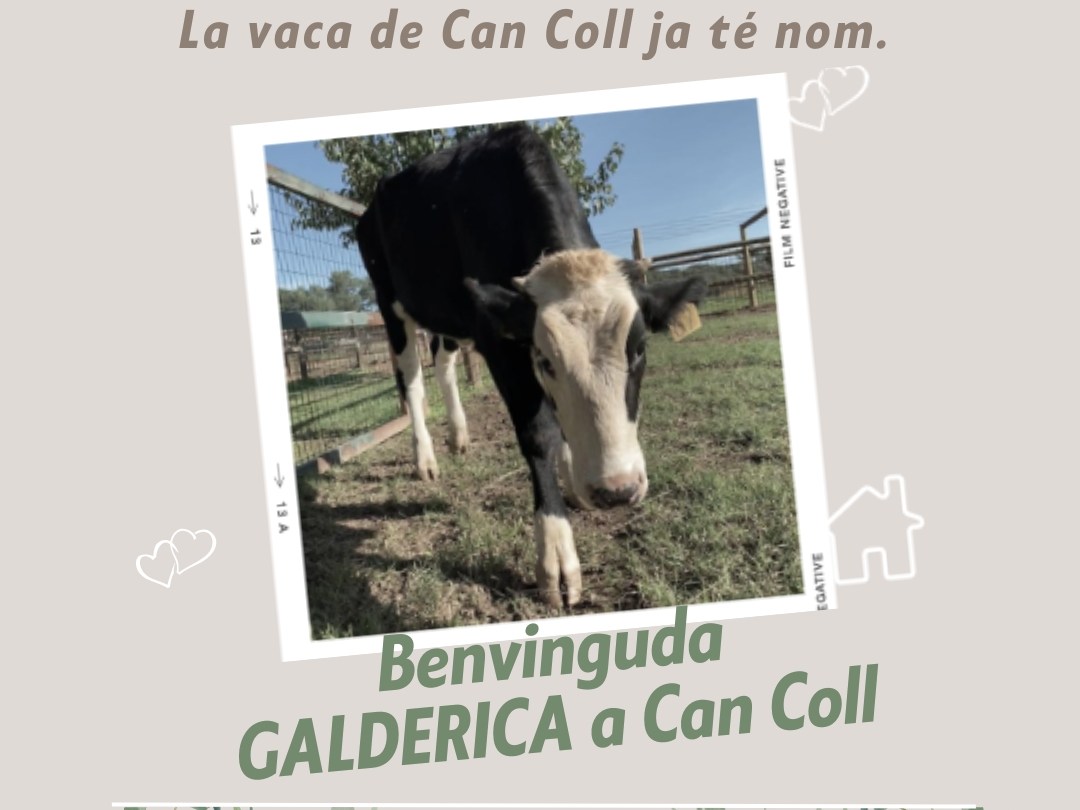 La_vaca_Galderica