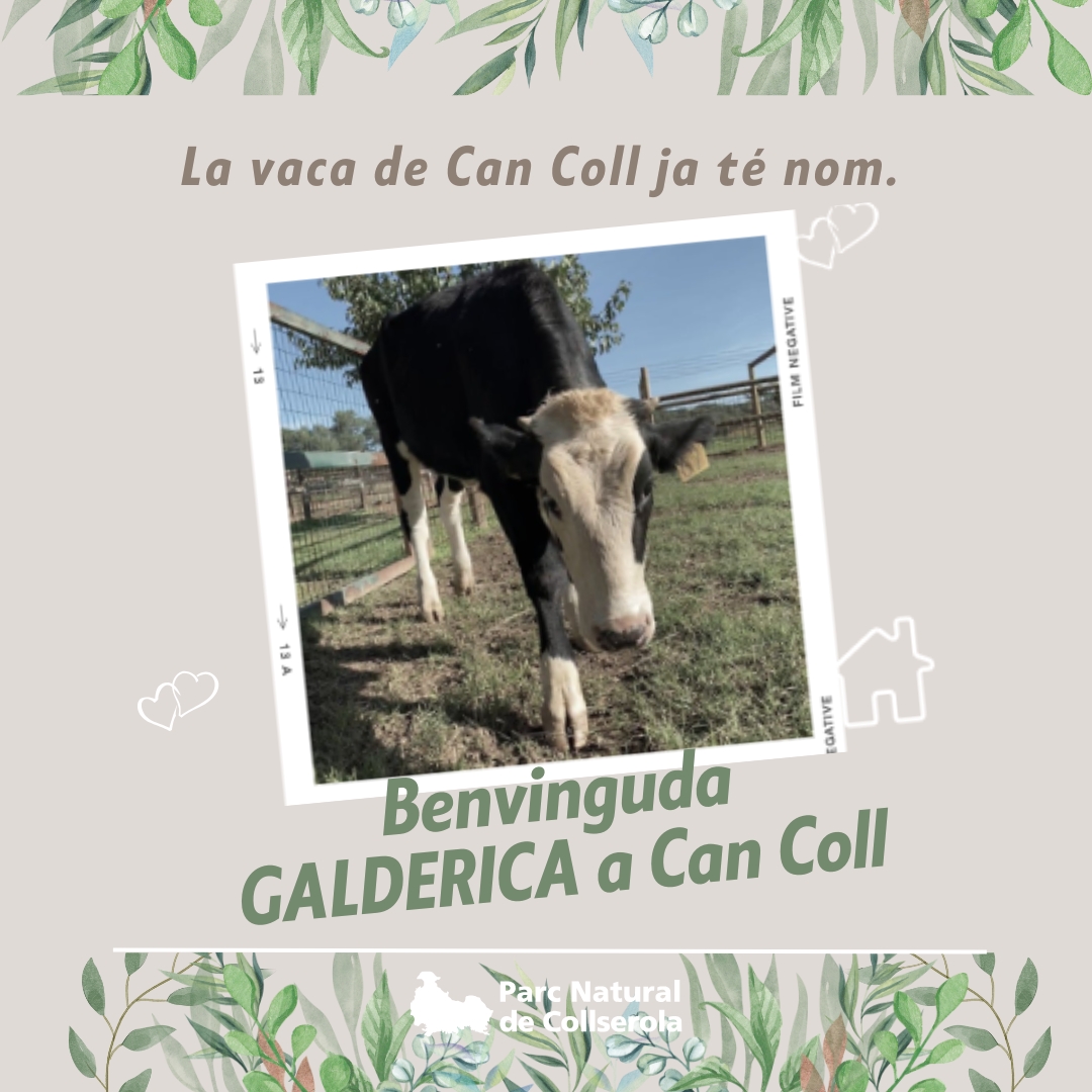 La_vaca_Galderica