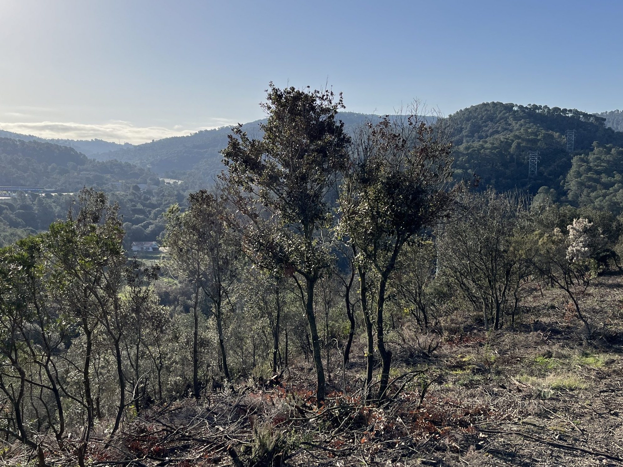 Actuacions forestals de prevenció d'incendis