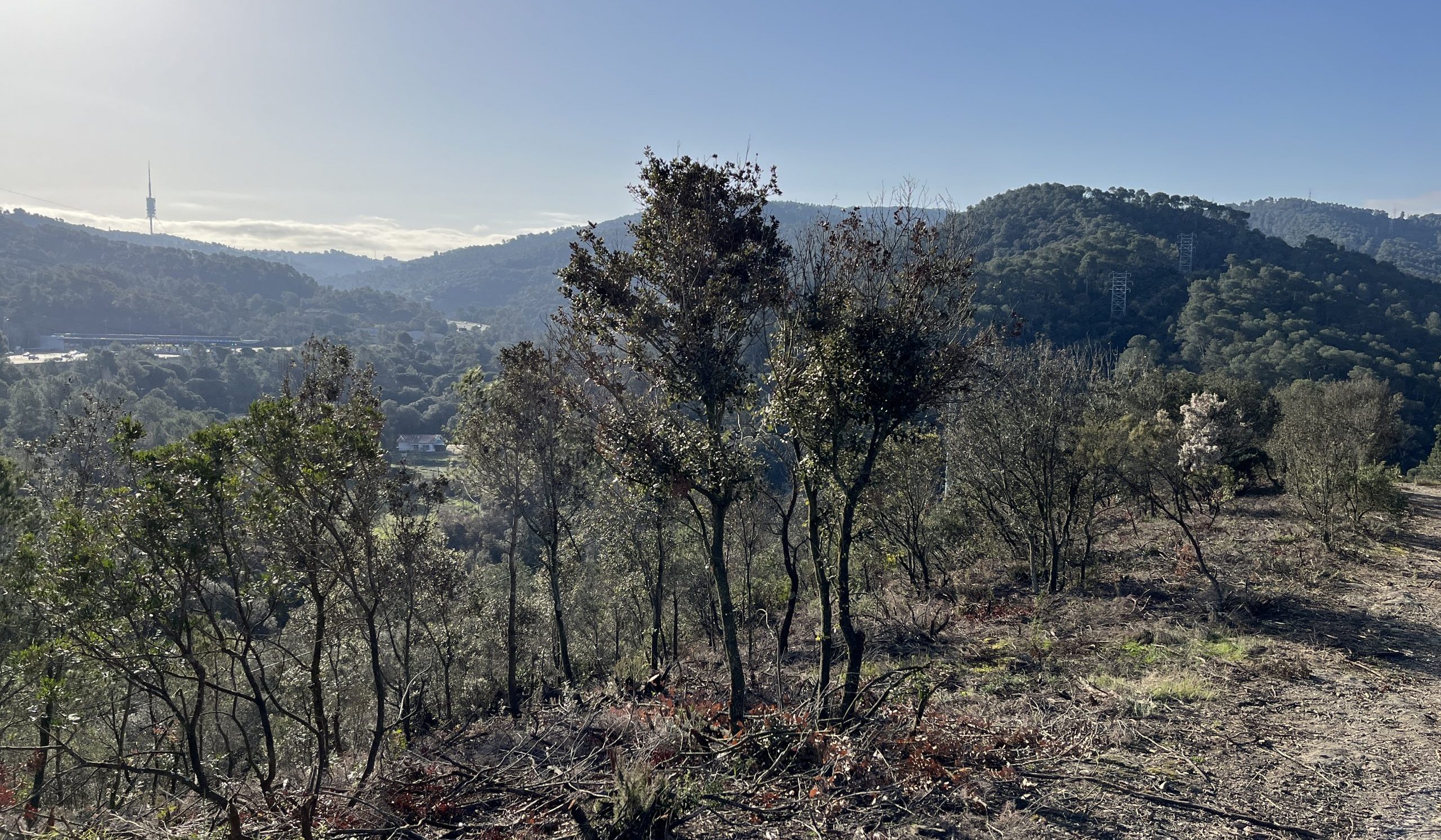 Actuacions forestals de prevenció d'incendis